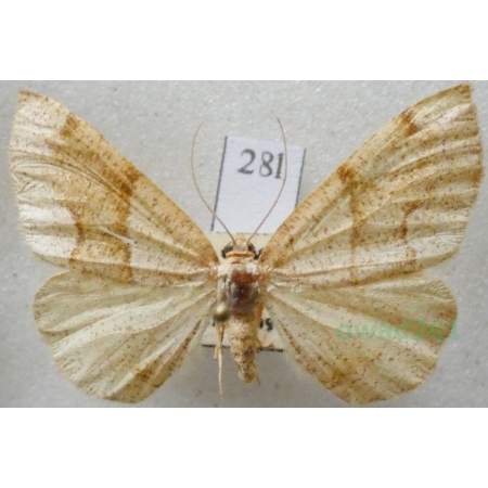 Plagodis pulveraria (Linnaeus, 1758) Nakreślik iwiniak Czech28l